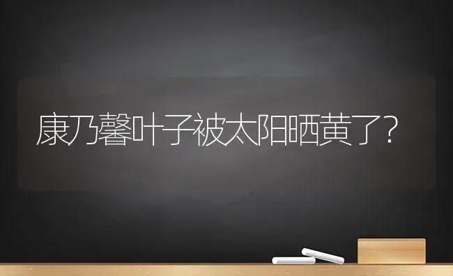 康乃馨叶子被太阳晒黄了？ | 绿植常识