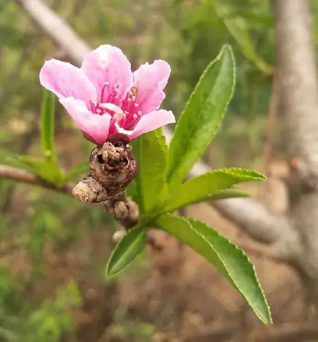 桃树保花保果措施