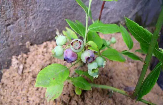 蓝莓栽培要什么条件？