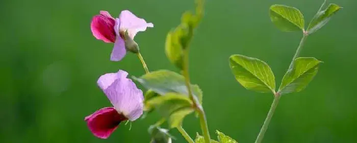 豌豆花的花语