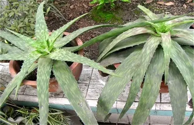 芦荟长不大 因素及解决办法