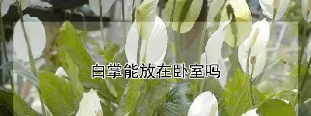 白掌能放在卧室吗