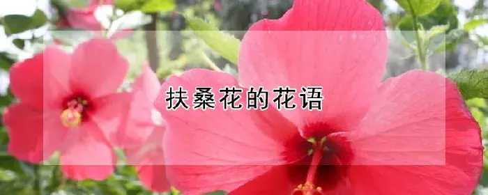 扶桑花的花语