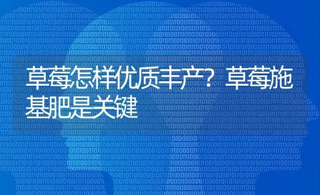 草莓怎样优质丰产？草莓施基肥是关键 | 果木种植