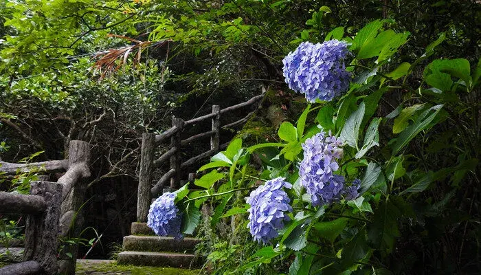 绣球花语 绣球花语及寓意