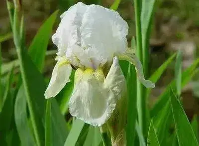 各种花的花语有哪些？