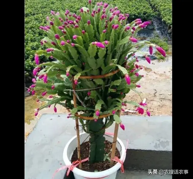 蟹爪莲花怎么养殖？