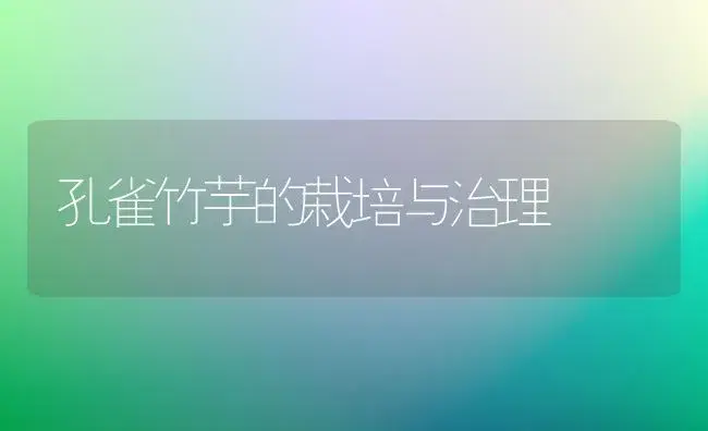 孔雀竹芋的栽培与治理 | 家庭养花