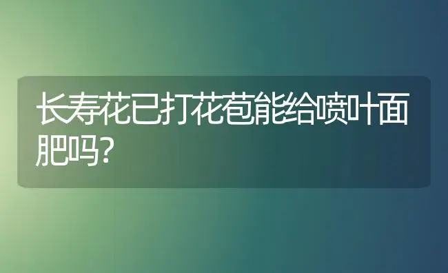 长寿花已打花苞能给喷叶面肥吗？ | 多肉养殖