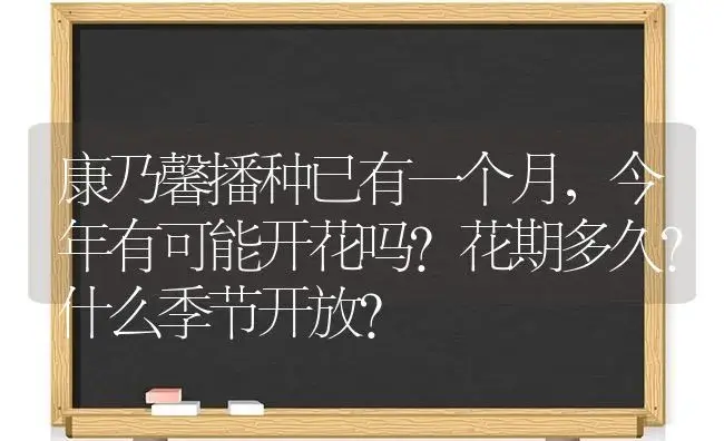 康乃馨播种已有一个月，今年有可能开花吗？花期多久？什么季节开放？ | 绿植常识