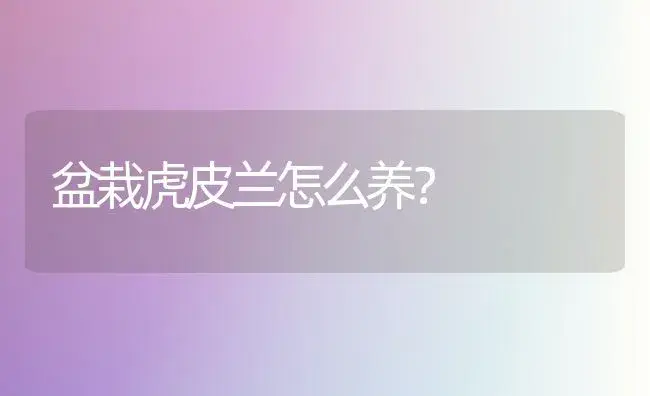 盆栽虎皮兰怎么养？ | 家庭养花