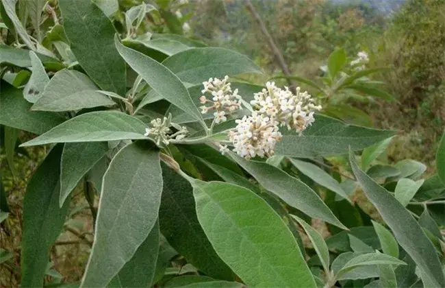 密蒙花的栽培技术