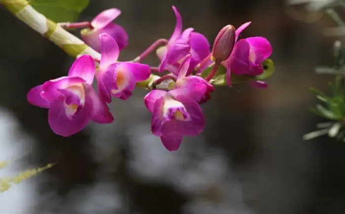 石斛兰花语介绍有哪些？