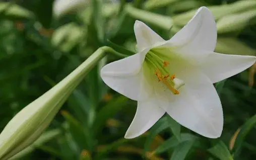 送百合花代表什么？百合花花语大了解！