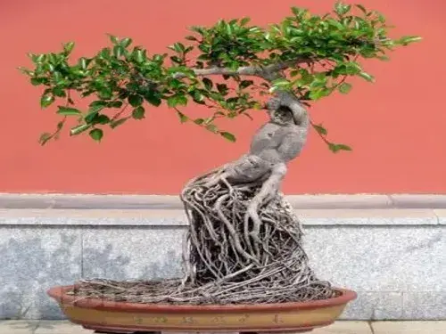 盆栽造型 | 榕树盆景气根嫁接法