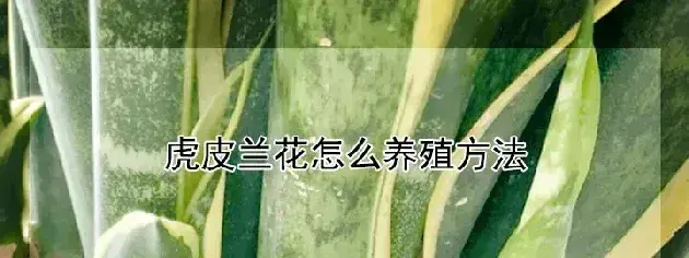 虎皮兰花怎么养殖方法