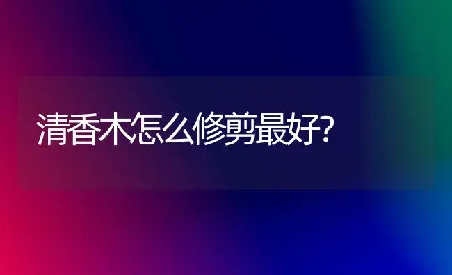 清香木怎么修剪最好？ | 家庭养花