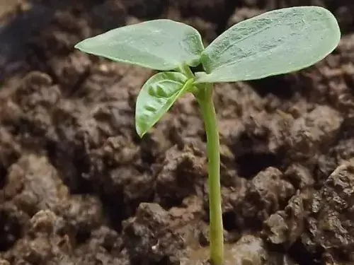 花卉果蔬盆景 | 百香果可以盆栽吗？百香果盆栽方法