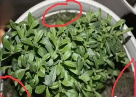盆栽修剪 | 盆栽打顶摘心的方法