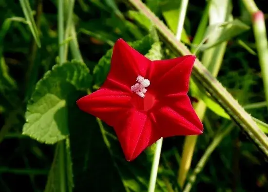 茑萝花的花语及播种时间：忙碌、相互关怀；播种时间在4月初