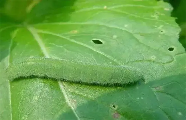 油菜的病虫害防治和治疗对策