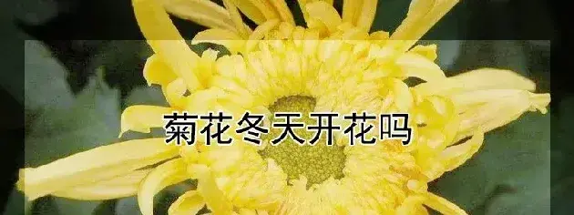 菊花冬天开花吗