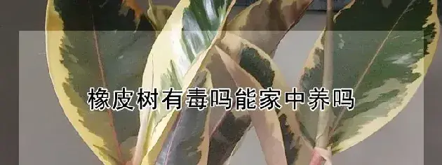 橡皮树有毒吗能家中养吗