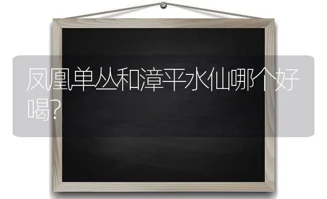 凤凰单丛和漳平水仙哪个好喝？ | 绿植常识