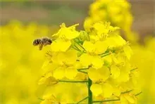 粉蒸油菜花