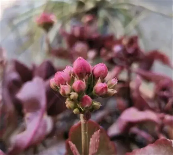 长生花的花语及寓意 长生花怎么养