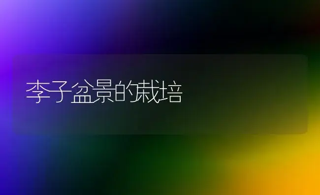 李子盆景的栽培 | 家庭养花