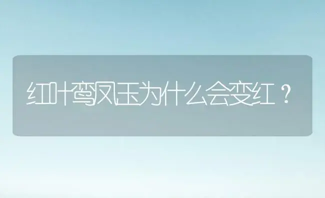 红叶鸾凤玉为什么会变红？ | 多肉养殖