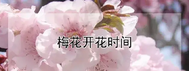 梅花开花时间