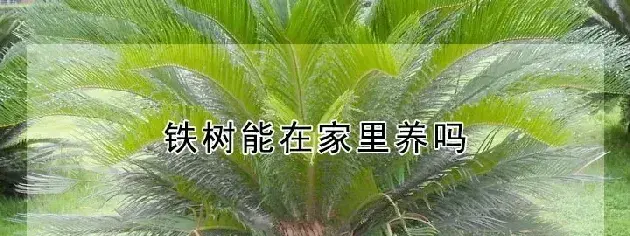 铁树能在家里养吗