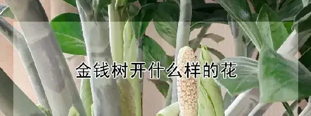 金钱树开什么样的花