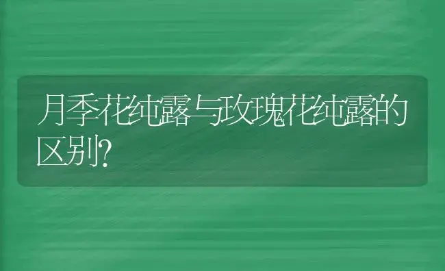 月季花纯露与玫瑰花纯露的区别？ | 绿植常识