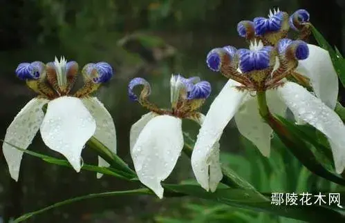 鸢尾花有几种颜色图片大全 鸢尾花的隐藏花语是什么象征什么