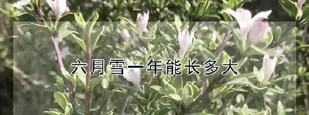 六月雪一年能长多大