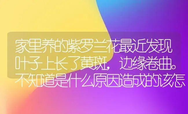 家里养的紫罗兰花最近发现叶子上长了黄斑，边缘卷曲。不知道是什么原因造成的该怎么处理？ | 绿植常识