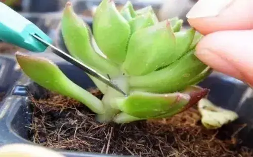 盆栽育苗 | 蒂亚砍头后的扦插方法