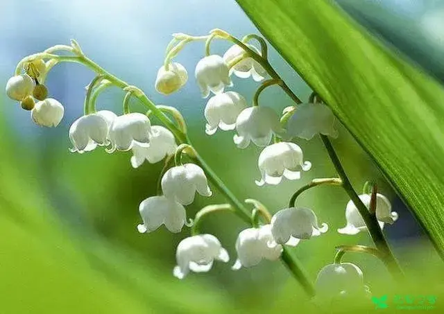 各类花的花语大全有哪些？