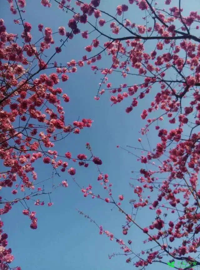 植物花语有哪些？