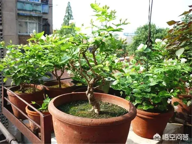 茉莉花喜欢什么生活环境？