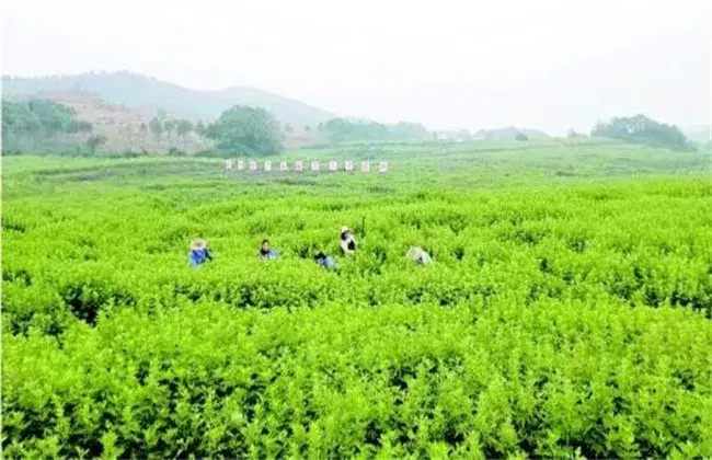 怎样栽培艾草才好