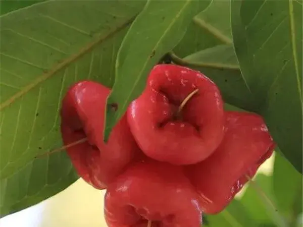 红枝蒲桃的花语是什么 红枝蒲桃几月份开花怎么养