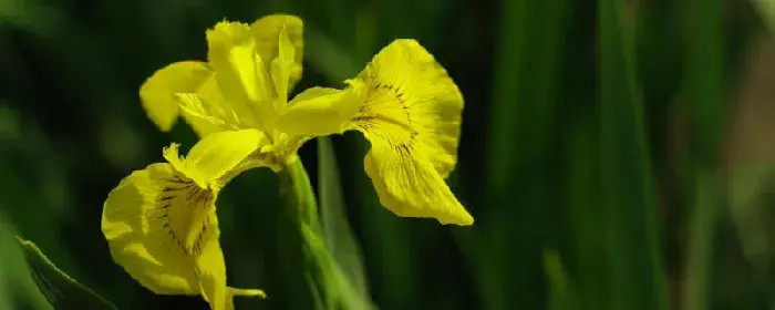 菖蒲花的花语：信者之福