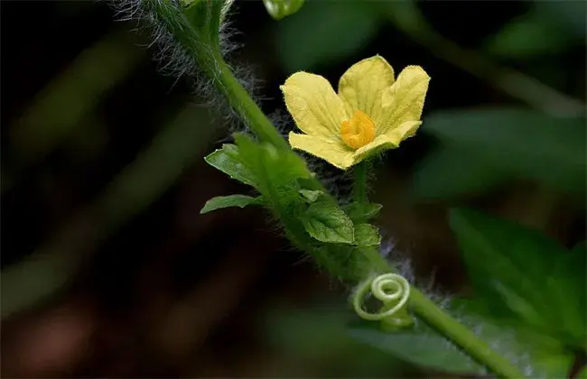 西瓜开花结果期的管理