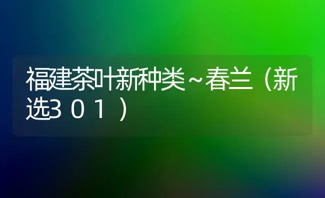 福建茶叶新种类～春兰（新选301） | 家庭养花