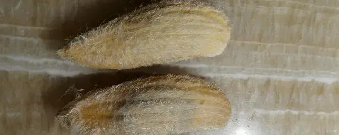 芒果籽怎么种结果