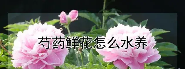 芍药鲜花怎么水养